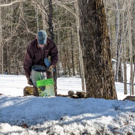 collecting sap