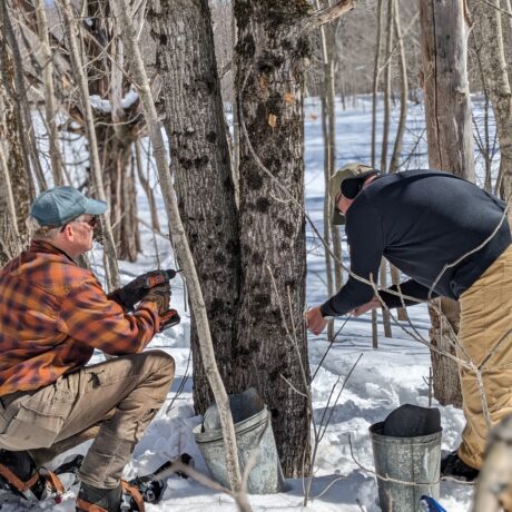 tapping maple trees